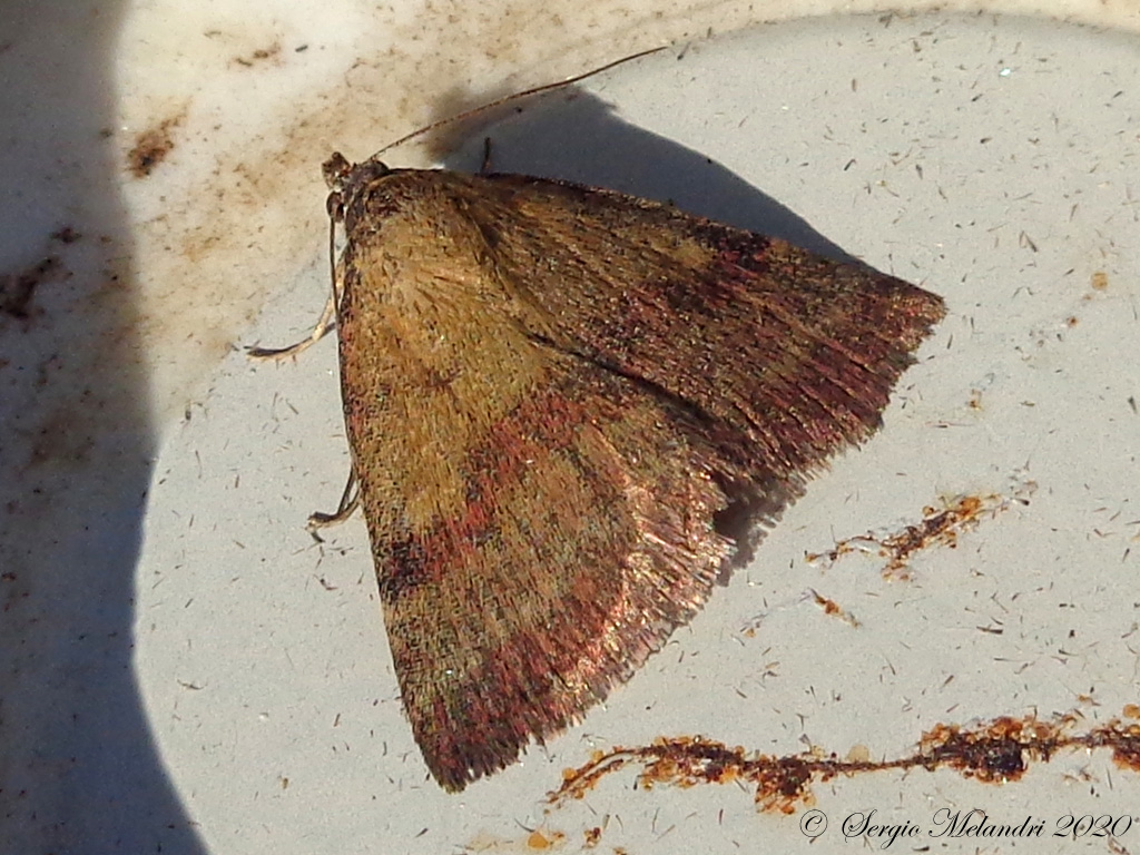 ID falena 2: Phytometra viridaria - Erebidae